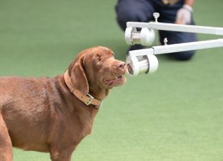 เชฟรอน-จุฬาฯประกาศความสำเร็จงานวิจัยใช้สุนัขดมกลิ่นตรวจหาผู้ป่วยติดเชื้อโควิด-19 ที่ไม่แสดงอาการ