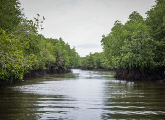 “คาร์บอนเครดิตป่าชายเลน” รัฐหวังช่วยชุมชนในพื้นที่และจูงใจองค์กรที่อยากร่วมโครงการจริงหรือ ?
