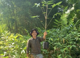 กลุ่มวิสาหกิจชุมชนอีสานคึกคักเตรียมปลูกไผ่ป้อนโรงไฟฟ้าชุมชน