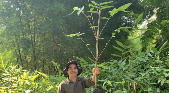 กลุ่มวิสาหกิจชุมชนอีสานคึกคักเตรียมปลูกไผ่ป้อนโรงไฟฟ้าชุมชน