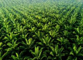 พลังงาน ขานรับข้อสั่งการนายกฯ พร้อมเปิดรับซื้อไฟฟ้าจากวัสดุเหลือใช้ในอุตสาหกรรมปาล์มน้ำมัน