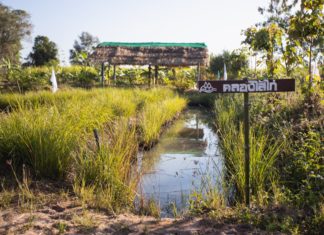 เชฟรอนหนุนตามรอยพ่อฯ ปี 9 ชูโคก หนอง นา โมเดล ที่นครราชสีมา เป็นต้นแบบสู้วิกฤตสิ่งแวดล้อม