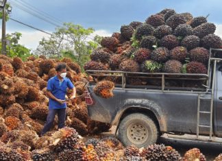 สกนช.ลงพื้นที่รับฟังความเห็นผู้ผลิตปาล์มน้ำมันก่อนเสนอปรับสัดส่วนผสมB100 ในดีเซลให้เหมาะสม