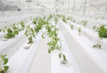 ปตท. ผนึก เด็นโซ่ เปิดโรงเรือนผลิตพืชสมุนไพรด้วยระบบอัจฉริยะ