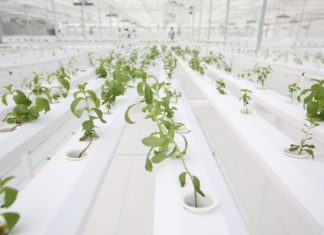 ปตท. ผนึก เด็นโซ่ เปิดโรงเรือนผลิตพืชสมุนไพรด้วยระบบอัจฉริยะ