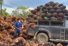 สมาคมผู้ผลิตไบโอดีเซลไทย ชี้อุตสาหกรรมไบโอดีเซลกระทบหนักหากรัฐลดสัดส่วนการผสมต่ำกว่า B5