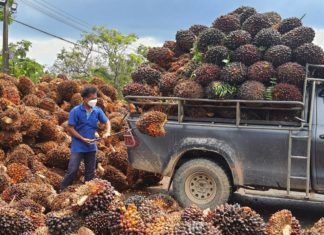สมาคมผู้ผลิตไบโอดีเซลไทย ชี้อุตสาหกรรมไบโอดีเซลกระทบหนักหากรัฐลดสัดส่วนการผสมต่ำกว่า B5