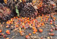 พลังงาน เล็งเสนอ กนป.ลดเกรดดีเซลเหลือB3 หลังอินโดห้ามส่งออกปาล์ม หวังช่วยลดราคาหน้าปั๊ม 25 สตางค์ต่อลิตร