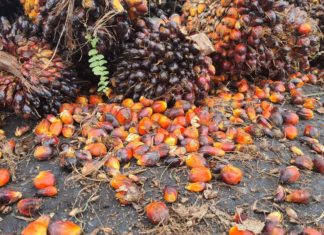 พลังงาน เล็งเสนอ กนป.ลดเกรดดีเซลเหลือB3 หลังอินโดห้ามส่งออกปาล์ม หวังช่วยลดราคาหน้าปั๊ม 25 สตางค์ต่อลิตร