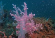 เปิดผลศึกษา 1 ปีการวางปะการังเทียมจาก 7 ขาแท่น พบสัตว์ทะเลหนาแน่นขึ้น