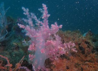 เปิดผลศึกษา 1 ปีการวางปะการังเทียมจาก 7 ขาแท่น พบสัตว์ทะเลหนาแน่นขึ้น