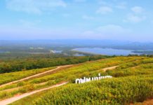 กฟผ.แม่เมาะ เปิดทุ่งบัวตองรับนักท่องเที่ยวกระตุ้นเศรษฐกิจไทย