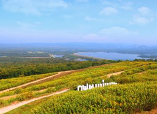 กฟผ.แม่เมาะ เปิดทุ่งบัวตองรับนักท่องเที่ยวกระตุ้นเศรษฐกิจไทย