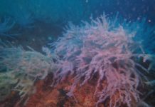 อัพเดท 2 ปี โครงการนำร่อง Rigs-to-Reefs ครั้งแรกของเมืองไทย ชี้ผลสำเร็จในเชิงบวกทั้งมิติของธรรมชาติ และมิติของมนุษย์