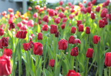 เขียนเล่าข่าว EP.41 ปตท.ต่อยอดธุรกิจความเย็นจาก LNG