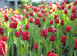 เขียนเล่าข่าว EP.41 ปตท.ต่อยอดธุรกิจความเย็นจาก LNG