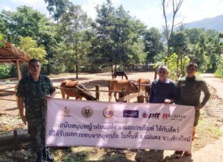บี.กริม ร่วมกับ กรมการสัตว์ทหารบก หน่วยม้าทรงประจำพระองค์ สมาคมกีฬาขี่ม้าแห่งประเทศไทย และพันธมิตรช่วยผู้ประสบภัยและสัตว์ที่ได้รับผลกระทบจากน้ำท่วม จังหวัดเชียงใหม่