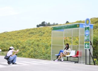 เปิดฉาก“เทศกาลท่องเที่ยวแม่เมาะ ครั้งที่ 20” ชมทุ่งดอกบัวตองบานสะพรั่ง กิจกรรมความบันเทิงเต็มอิ่ม