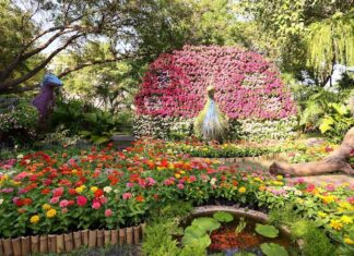 สวยตะลึงกลางกรุง!!! ทุ่งดอกไม้ งาน “ พรรณไม้งามอร่าม สวนหลวง ร.๙ ” 1 – 10 ธ.ค. 67