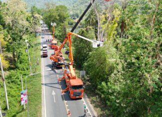 PEA เสริมความมั่นคงระบบไฟฟ้า ลดกระแสไฟฟ้าขัดข้องจากสาเหตุต้นไม้ใหญ่ ในพื้นที่วัดหมอเฒ่า จังหวัดกาญจนบุรี