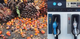 เขียนเล่าข่าว : ดีเซลกับการช่วยแก้ปัญหาราคาปาล์มน้ำมัน