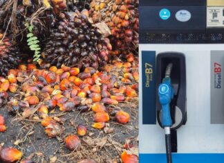 เขียนเล่าข่าว : ดีเซลกับการช่วยแก้ปัญหาราคาปาล์มน้ำมัน