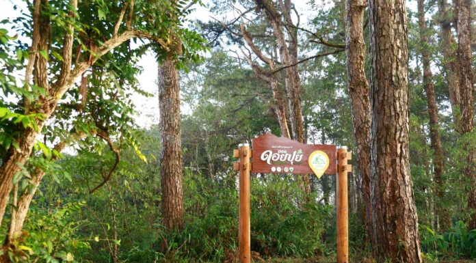 EGCO Group โดย มูลนิธิไทยรักษ์ป่า ส่งมอบ “เส้นทางศึกษาธรรมชาติยอดดอยปุย” เส้นทางป่าหลังบ้านเมืองเชียงใหม่ ชูแหล่งเรียนรู้นิเวศประวัติศาสตร์ที่เข้าถึงง่าย